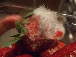 Food Waste